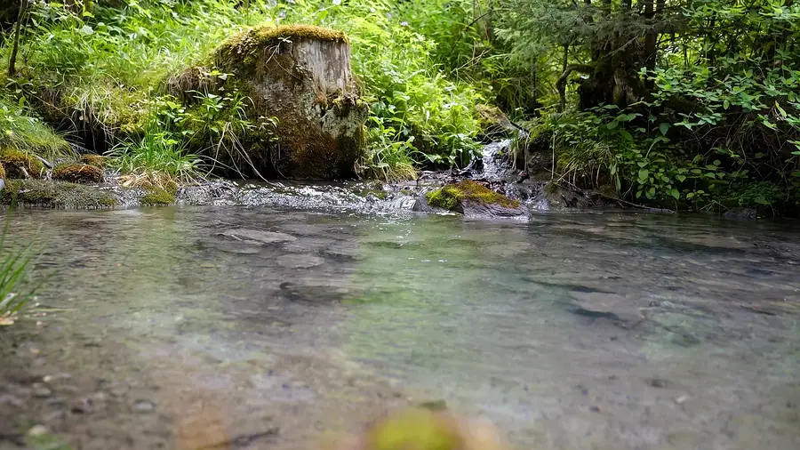 Bach im Wald bei Kandersteg
