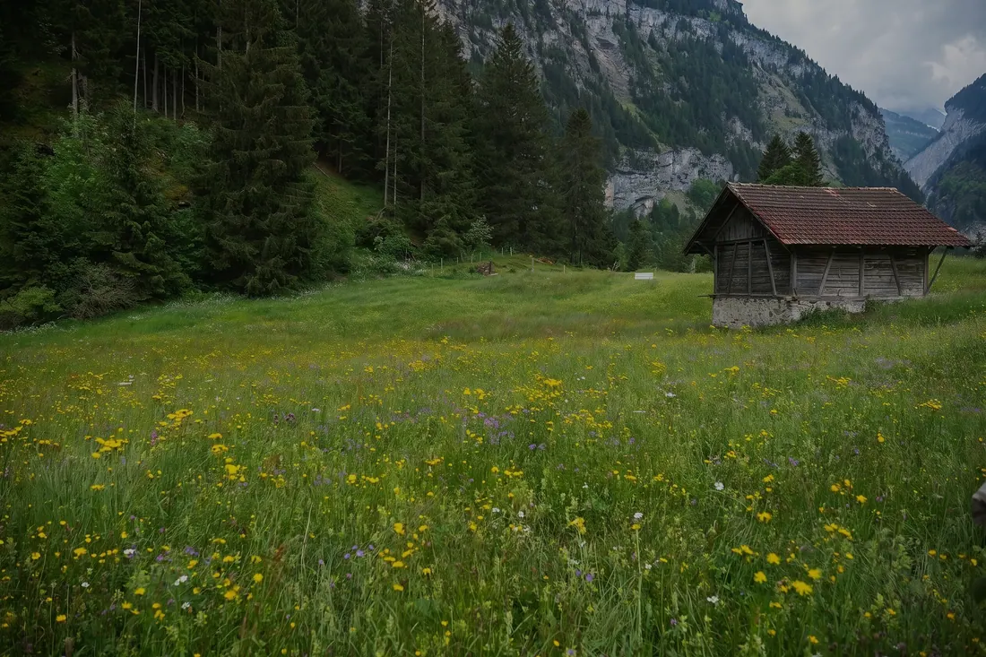 Blumenwiese mit Heuschober im Tal bei Kandersteg
